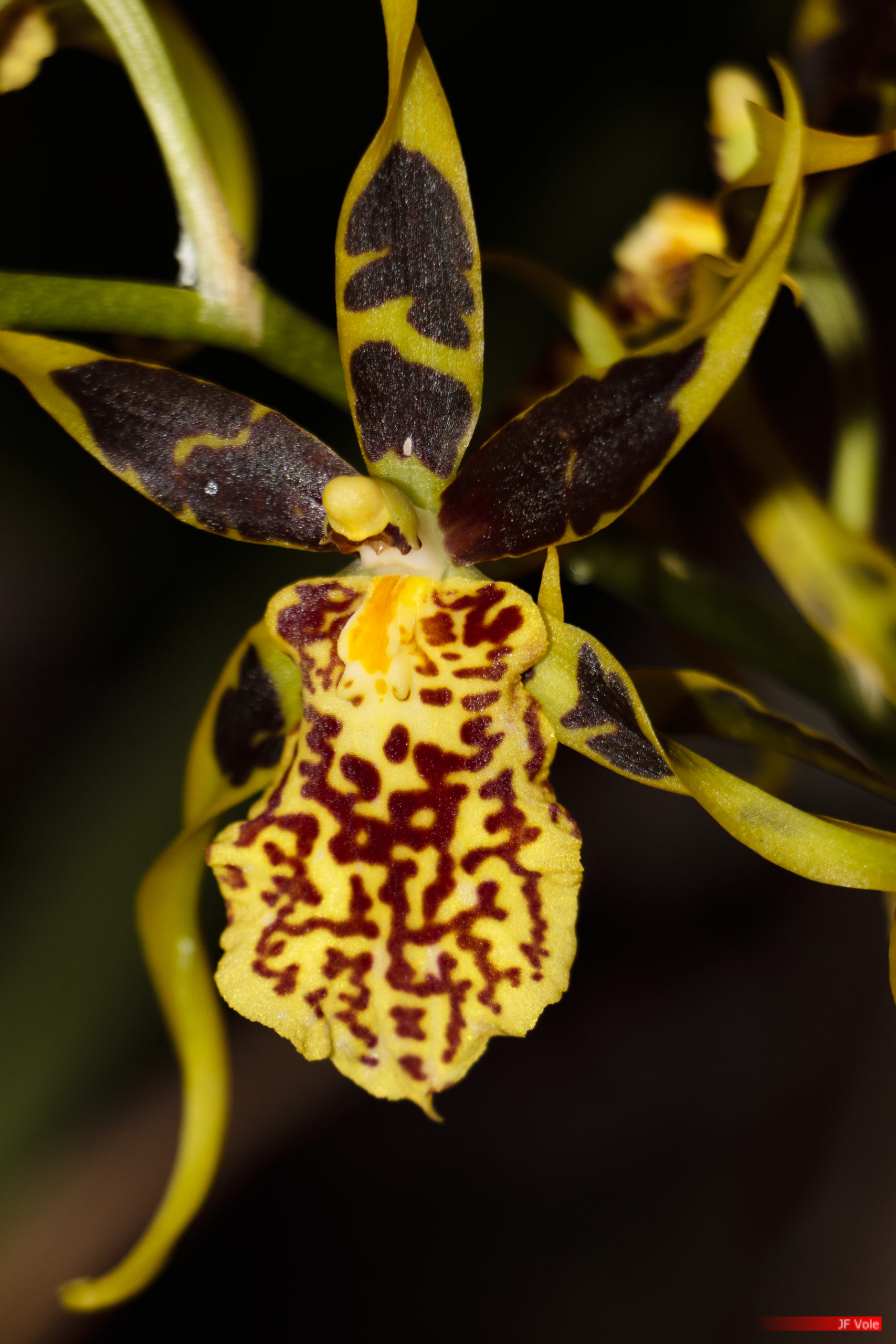 Orchid, Les Orchidées de Michel Vacherot. Roquebrune-sur-Argens, décembre 2021.